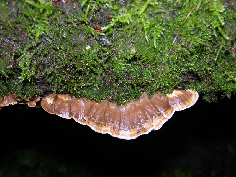 Da determinare. - (Bjerkandera adusta)